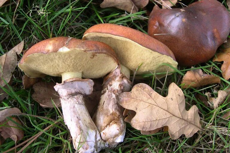 Осенние грибы маслята. Гриб Suillus luteus. Съедобные грибы маслята. Гриб маслёнок ложный. Маслёнок Болетовые.