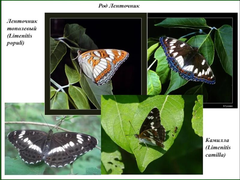 Ленточник Тополёвый - Limenitis Populi.