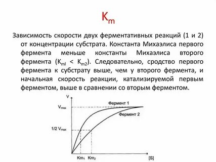 Зависимость активности ферментов от концентрации субстрата