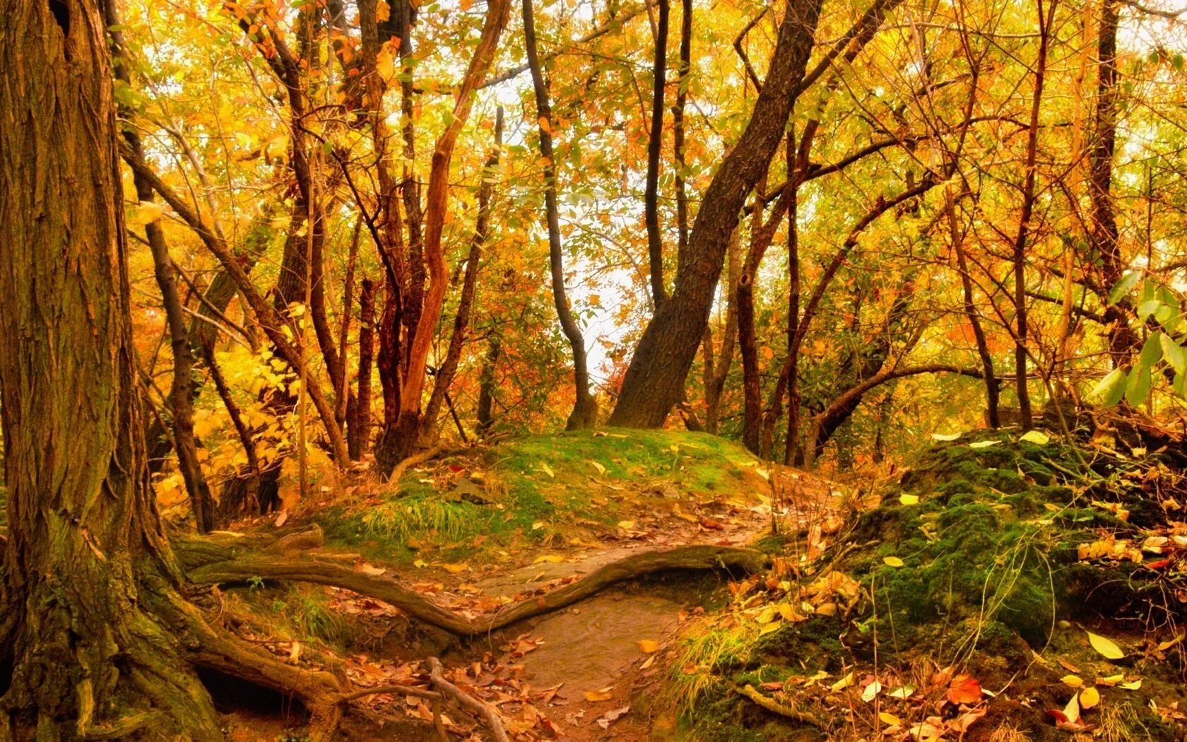 Лесная поляна осень. Осень в лесу. осенний лес. осенняя поляна в лесу. полянка в осеннем лесу.