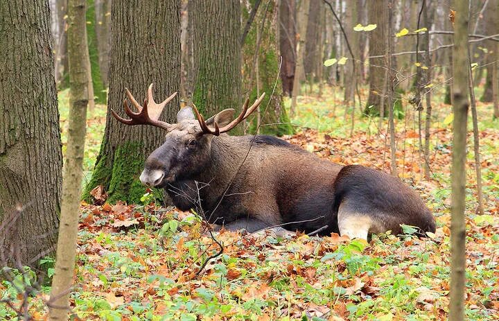 Район Лосиный остров. Лоси в Лосином острове. Река Лось в Лосином острове. Лосиный остров Лось Миша. Лось бабушкинская