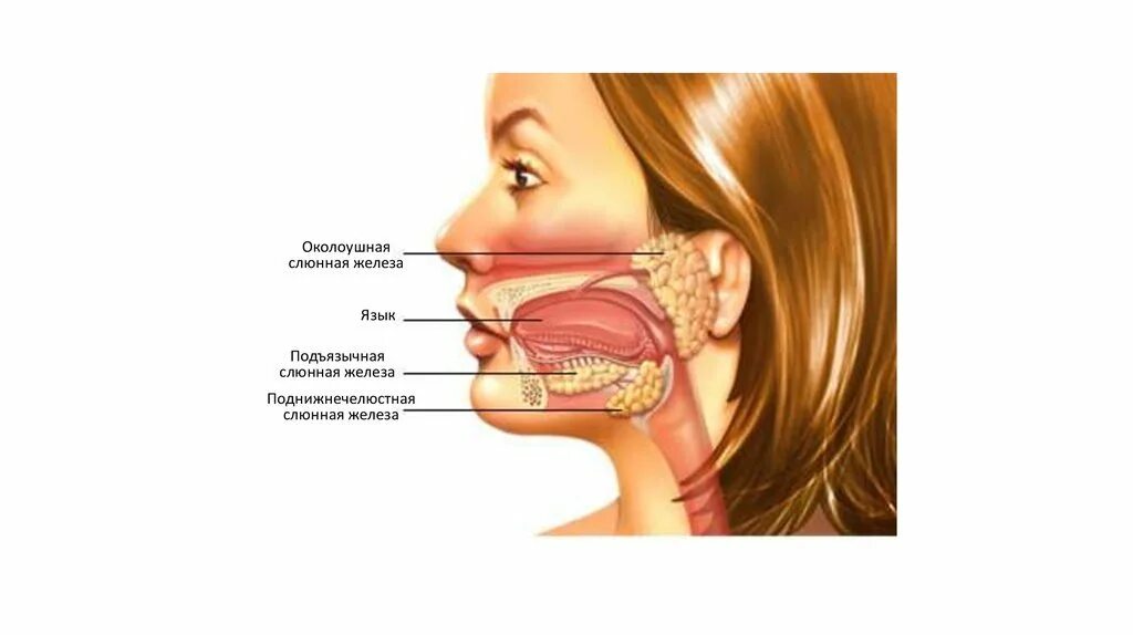 Высокая слюна. 2. Околоушная слюнная железа. Лколоушная подъязычная поднижнечелюстная железы. Слюнные железы расположение. Подчелюстная слюнная железа.