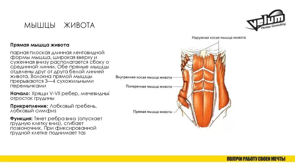 Прямая мышца находится. Сухожильные перемычки прямой мышцы живота. прикрепление прямой мышцы живота. функции прямой мышцы живота анатомия. прямая мышца живота анатомия прикрепление.