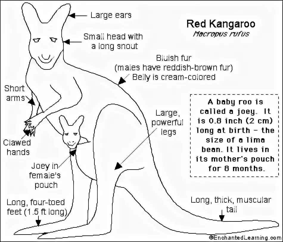 Скелет кенгуру строение. Внешнее строение кенгуру. Внутреннее строение кенгуру. Кенгуру части тела. Small head на русском
