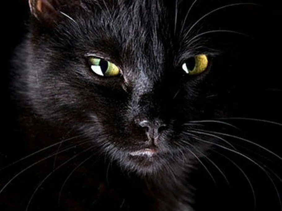 Черные коты. Чёрная кошка с синими глазами. Красивая черная кошка. Красивый черный кот. Черные кошки 10