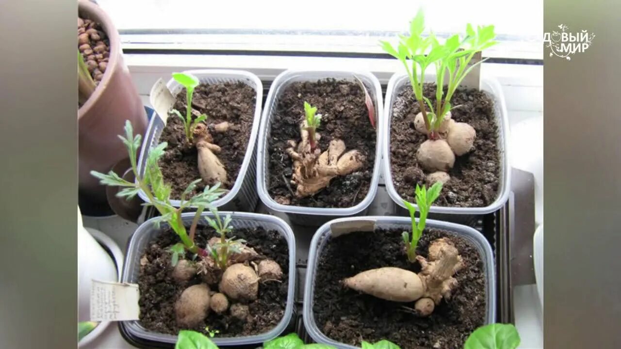 Гладиолусы луковицы проращивать. Когда вытаскивать гладиолусы для проращивания из холодильника. Ящик для картошки. Проращивание георгин. Когда доставать на проращивание.