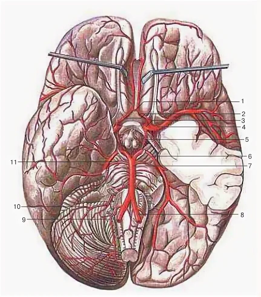 Задняя мозговая артерия анатомия. Задняя соединительная артерия головного мозга. Артерии головного мозга синельников. Часть средней мозговой артерии островковая. Передняя соединительная артерия головного мозга.