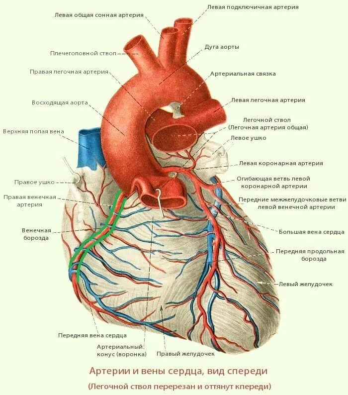 Левое предсердие какие вены. Строение сердца коронарные сосуды. Венечные артерии сердца анатомия. Строение сердца, сосуды (артерии и вены). Сердце строение анатомия кровоснабжение.
