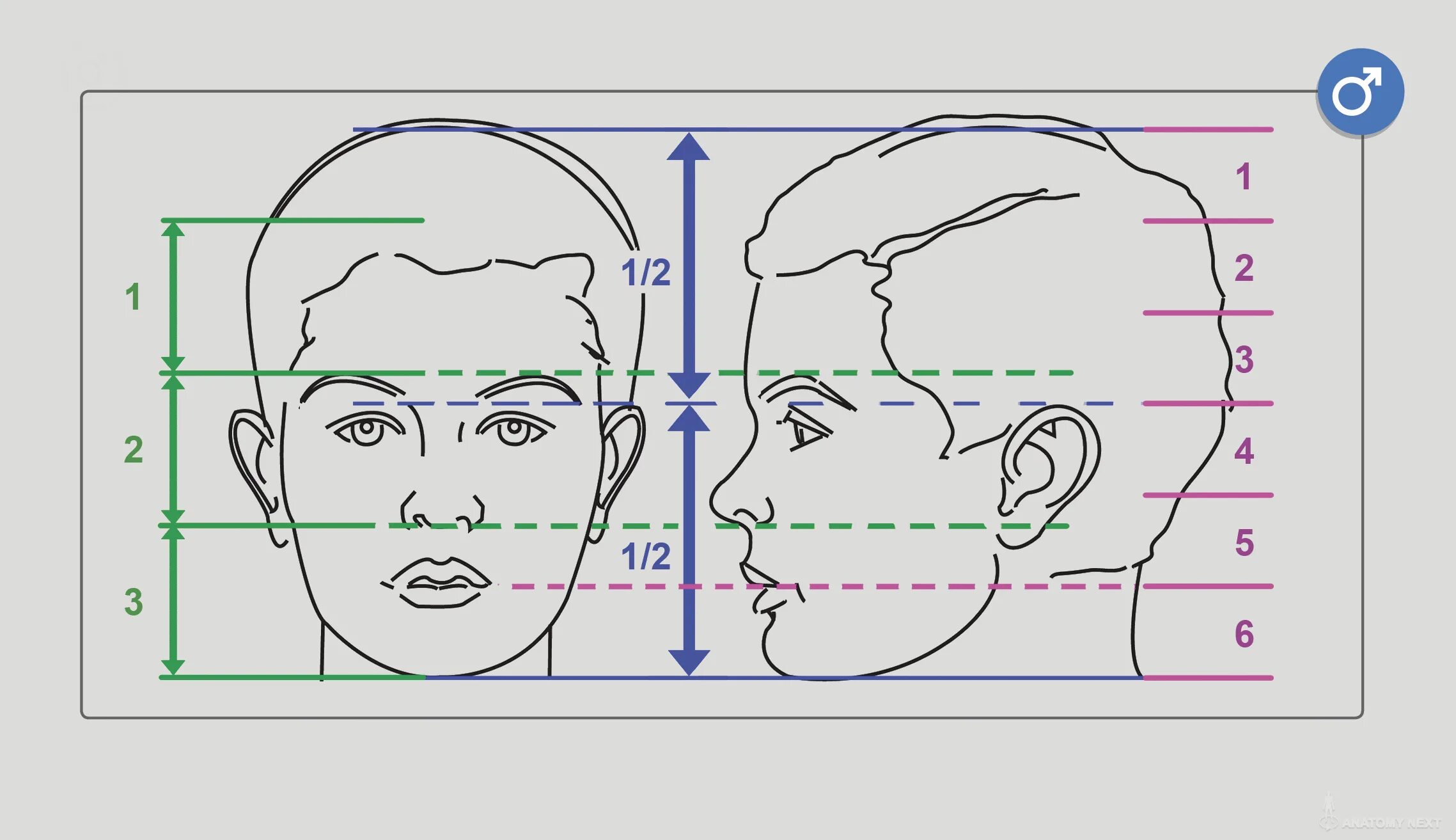 Лицо часть головы человека. Пропорции лица. Пропорции лица человека схема. Схема пропорций головы человека. Конструкция и пропорции головы человека.