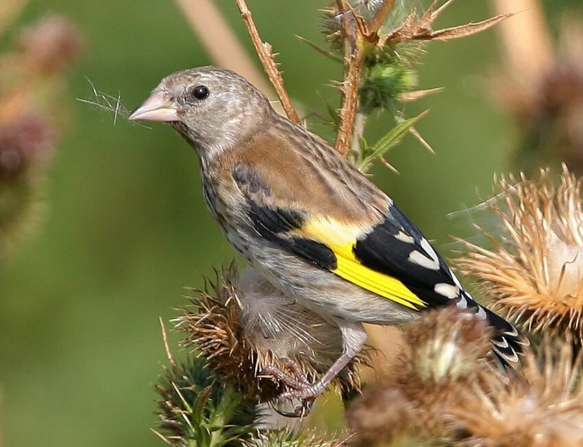 молодой щегол. толстоклювый щегол. щегол самец. молодой черноголовый щегол. молодой щегол.