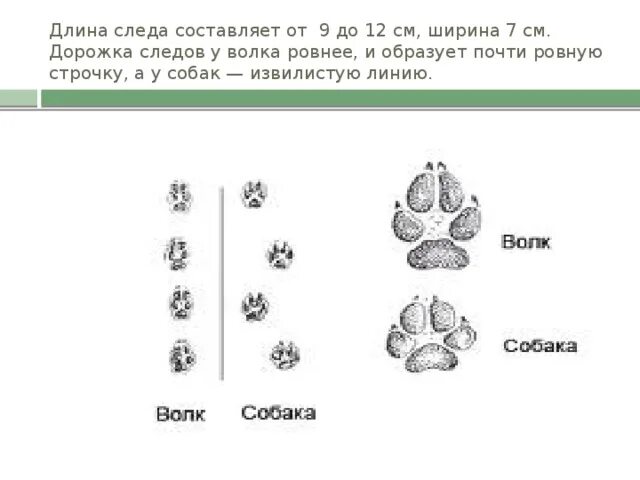 Как отличить следы. Отличие следа волка от следа собаки. Отличие следов волка от собачьих следов. Различие следов волка от собаки. Отличие волка от собаки по следу.