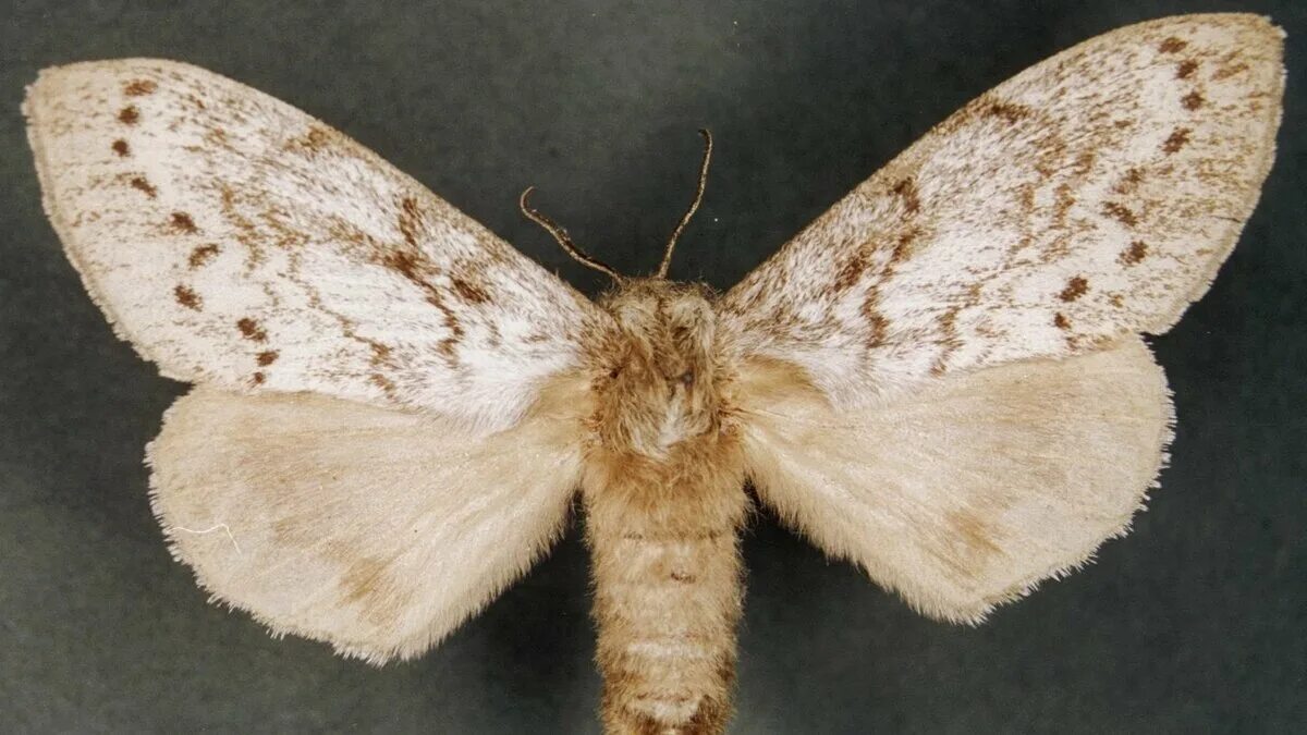 Angels Exist Moth, Beautiful butterflies, Insects
