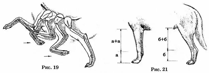 Анатомия задней конечности собаки. Строение задних конечностей собаки. Анатомия задней конечности кошки. Строение передних и задних конечностей собаки. Строение лапок
