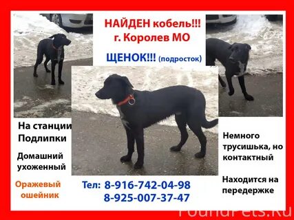Найдена собака москва и область