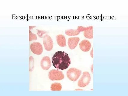 Специфические гранулы базофилов содержат