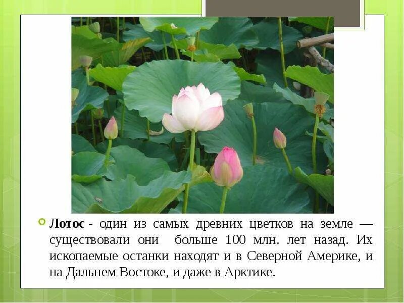 Проект красная книга 2 класс лотос Картинки ЛОТОС КРАСНАЯ КНИГА КРАТКОЕ