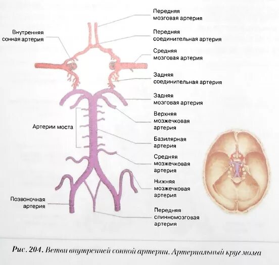Задняя соединительная артерия мозга. Внутренняя Сонная артерия Виллизиев круг. Задняя соединительная артерия головного мозга. Передняя соединительная артерия схема. Ветви задней мозговой артерии.
