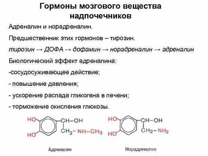 Адреналин и норадреналин это гормоны