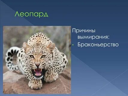 Почему леопарды в красной книге