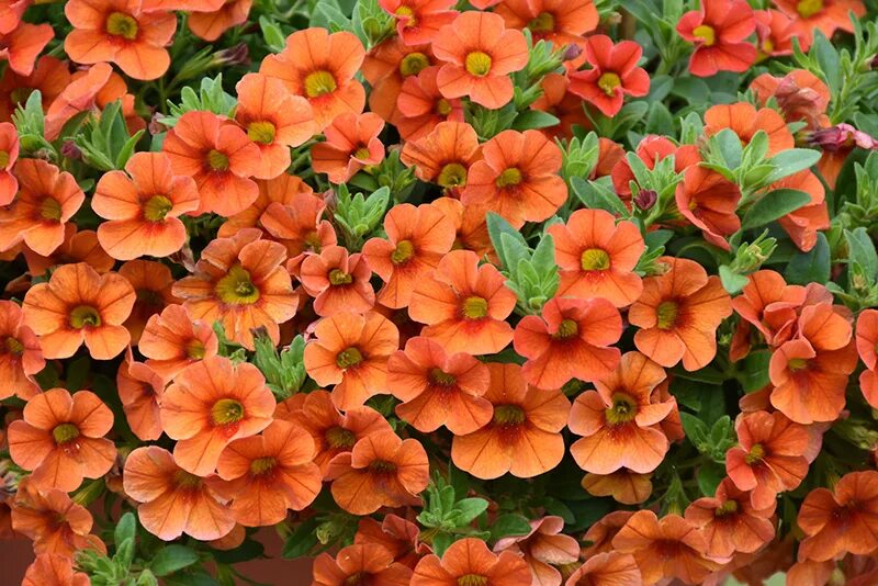 Hot orange. Калибрахоа cabaret orange. калибрахоа aloha nani orange zest. классик хот оранж калибрахоа. калибрахоа aloha kona.
