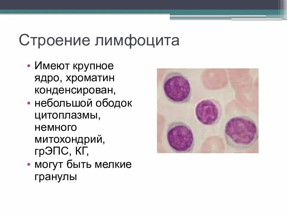 Лимфоциты строение. Лимфоциты в крови строение и функции. Лимфоциты описание строения. Строение б лимфоцитов. Лимфоциты состав