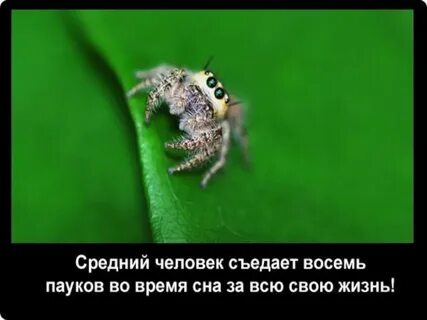Сколько за жизнь человек съедает пауков