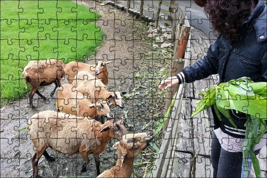 Feed on them