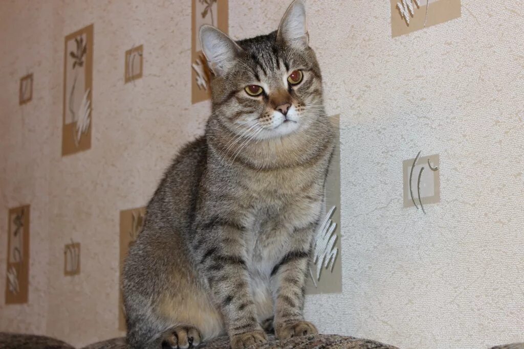 Барсик красивый кот. Котик котик барсик. Кот расцветка барсик. Барсик сибирская кошка. Русский барсик.