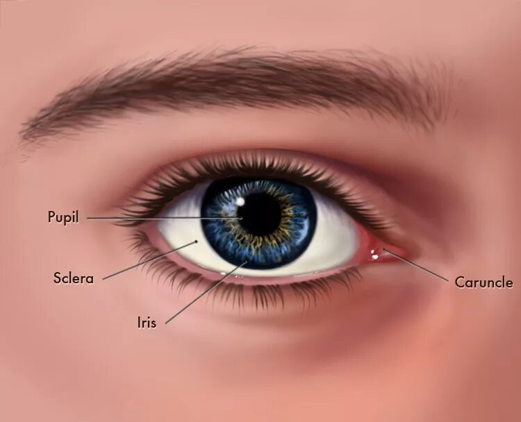Глаза биологи. Анатомия глаза человека. Строение глаза. Глаз биология. Глаз в разрезе.
