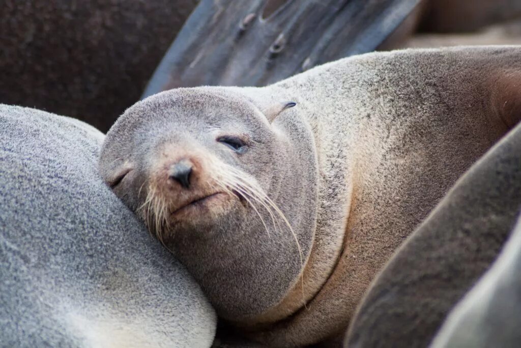 Сонные лени. Сонный тюлень. Спящий тюлень. Ленивый тюлень.
