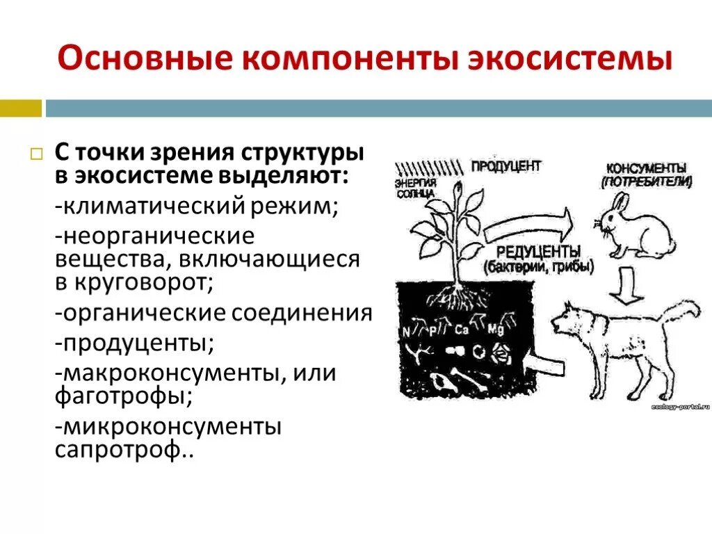 Основные элементы экосистемы. Основные компоненты экосистемы. Функциональные компоненты экосистемы. Структурные компоненты экосистемы схема. Организмы разрушители или редуценты это