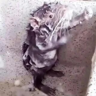 Крыса в душе