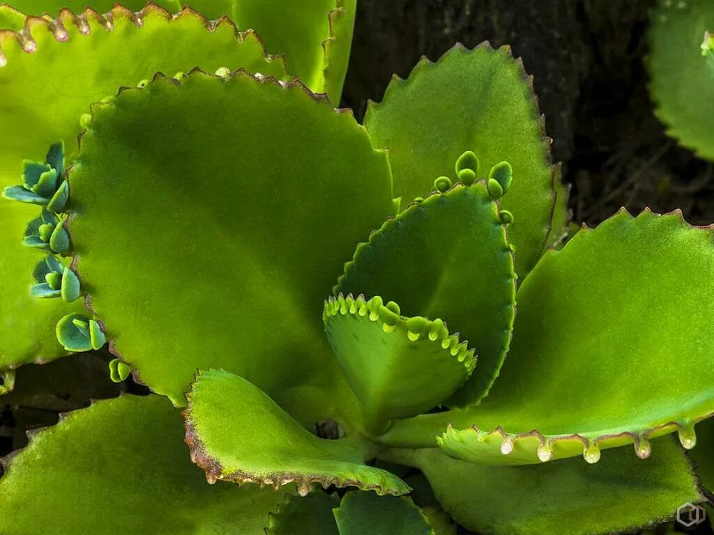 Каланхоэ что за цветок. Каланхоэ перистое Kalanchoe pinnata. Каланхоэ пильчатолистное (Kalanchoe serratifolium). Kalanchoe pinnáta каланхоэ перистое. Каланхоэ бриофиллум Дегремона.