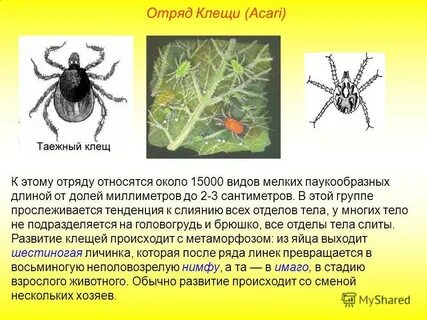 Особенности клещей