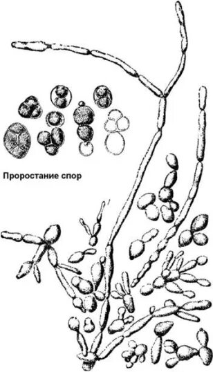 Размножение дрожжей спорами. Saccharomyces cerevisiae рисунок. Saccharomyces cerevisiae размножение. Клетки дрожжей рода Saccharomyces. Saccharomyces cerevisiae описание микроскопической картины.