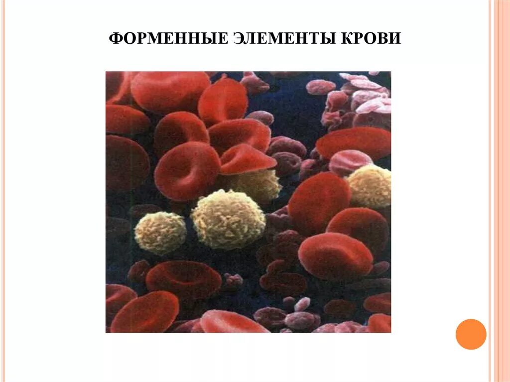 Форменные элементы формы. Форменные элементы крови. Кровяные форменные элементы. Форменные элементы крови рисунок. Форменные элементы крови физиология.