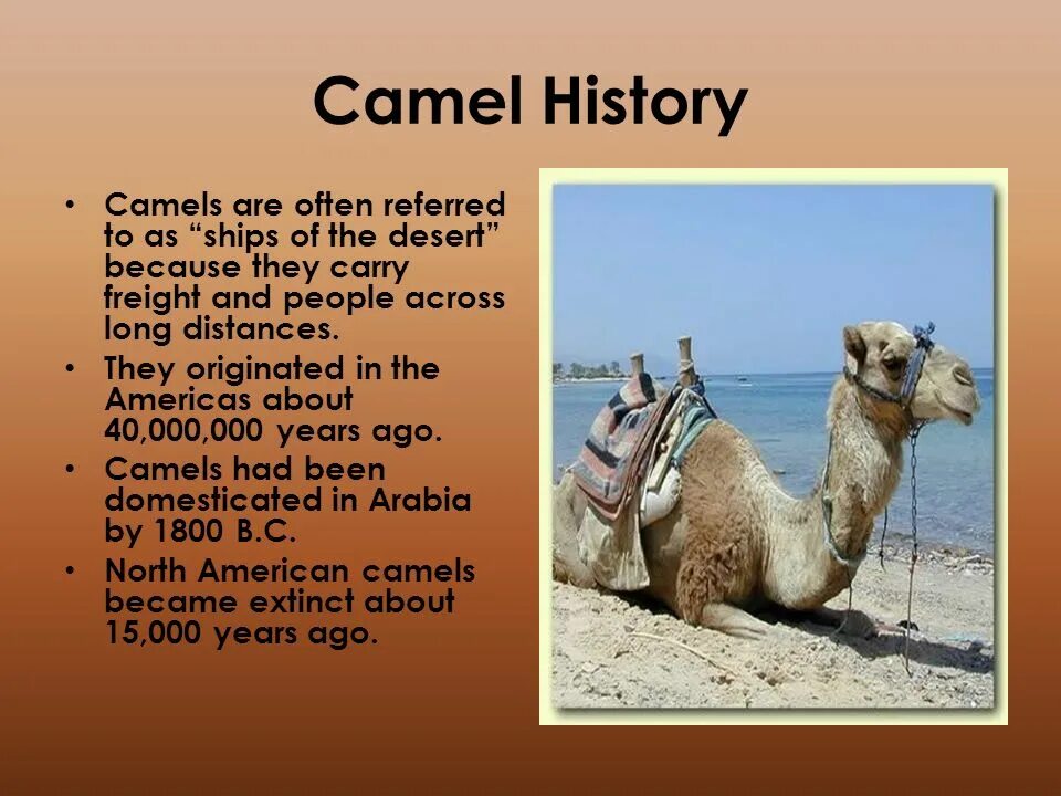 С англ Camel. Переводчик Camel. The Camels are. Camel расшифровка. Camel перевод на русский