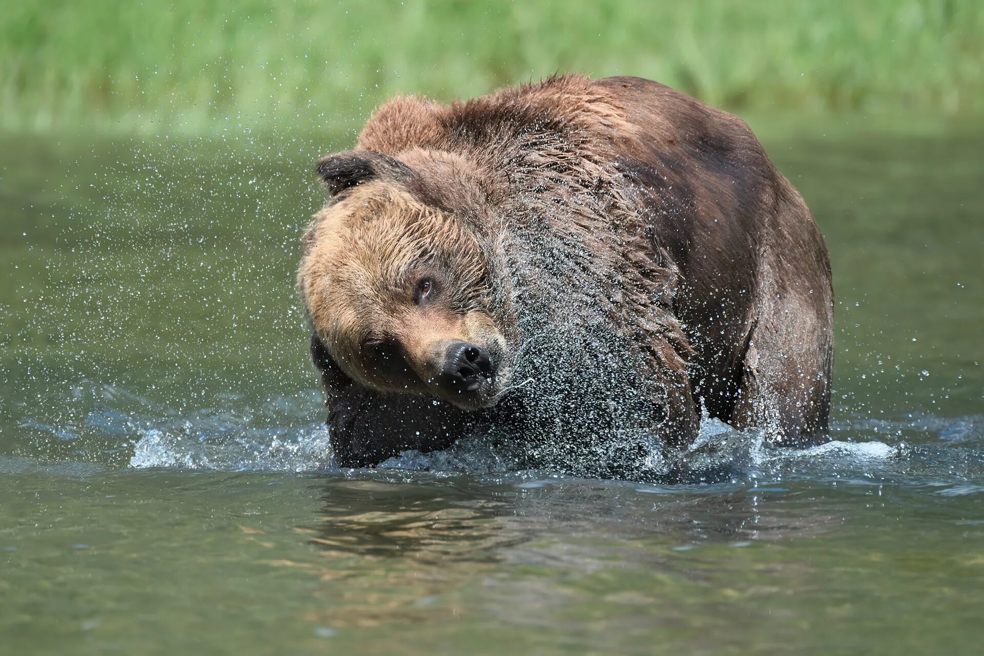 Медведь умывается. Медведь купается. Медвежонок купается. Бурый медведь купается. Бурый медведь купается в реке.