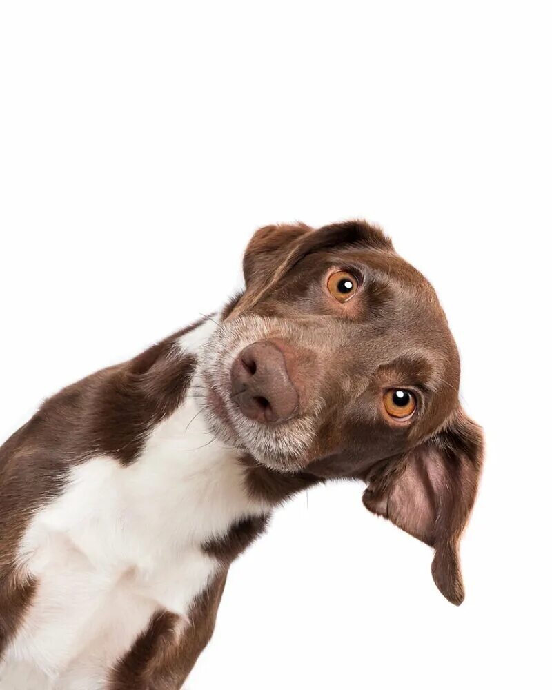 удивленная морда собаки. собака воу. удивленная морда собаки. собака удивляется. хитрая собака.