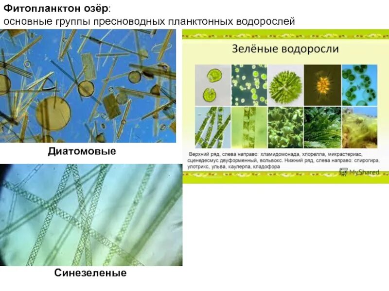 Фитопланктон диатомовые. Пресноводные диатомовые водоросли. Фитопланктон диатомовые водоросли. Одноклеточный фитопланктон.