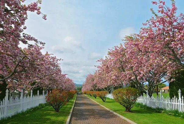 Аллея яблони. Парк Коломенское Сакура. Сакура в Майкопе дерево. Яблоневый сад вишневый сад. Майкоп цветущие яблони.