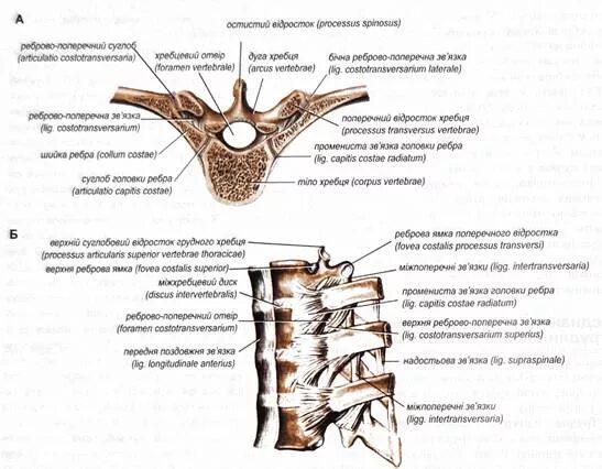 Соединение костей ребер. Соединение ребер с позвонками сустав. Соединение головки ребра с позвоночником. Суставы грудной клетки анатомия. Связки реберно поперечного сустава.