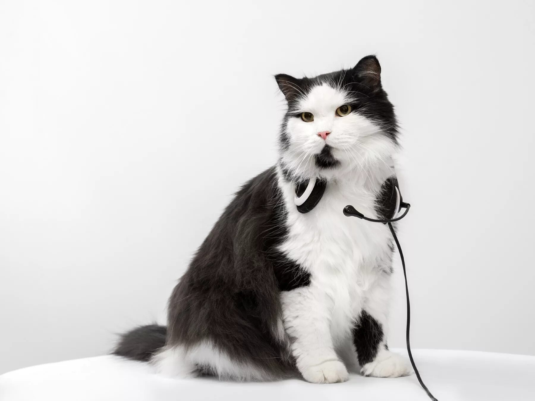 Смешной кот. Прикольный кот. Три кошки. Кот 1 видео. Кот 1 видео.