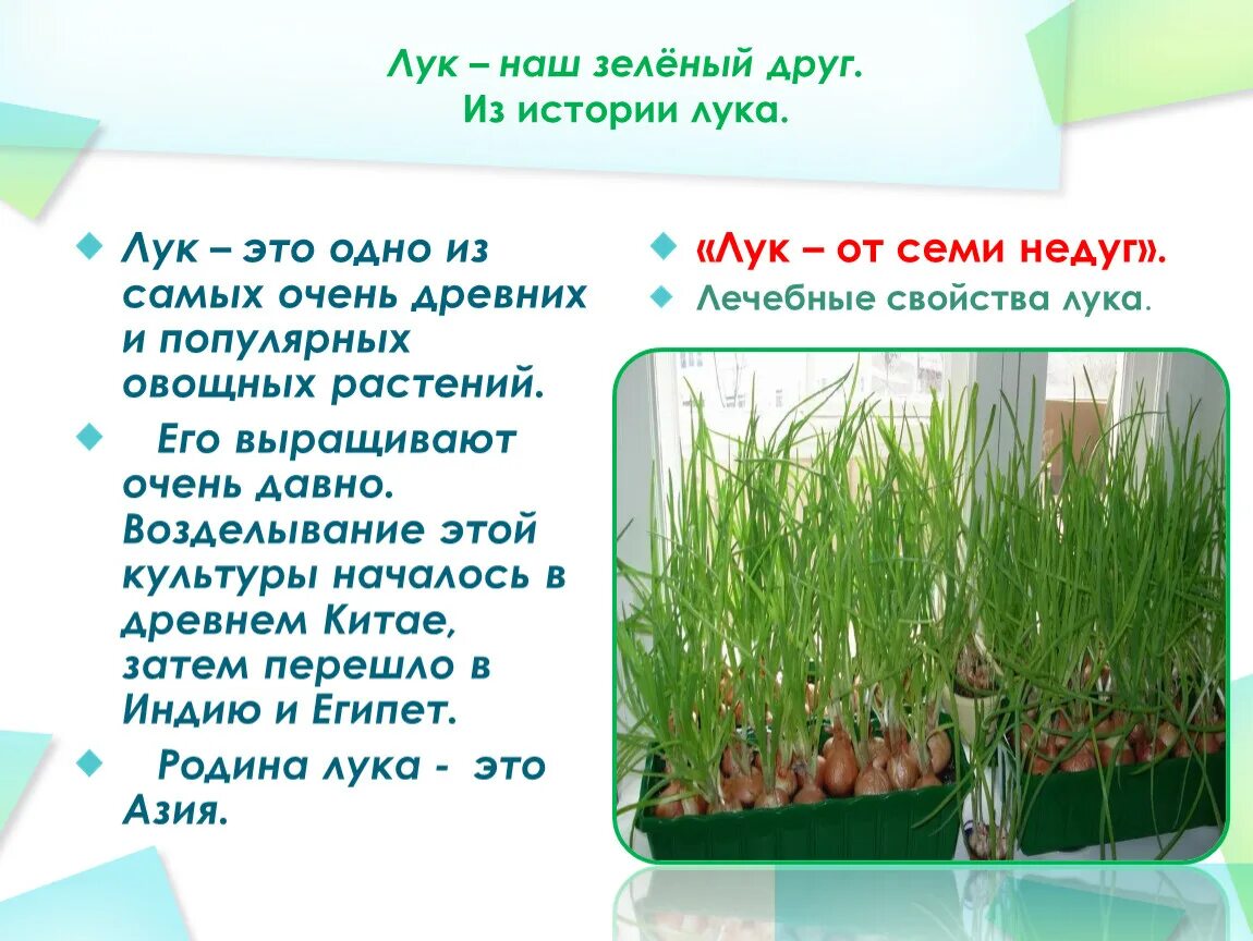 Проект мой лук. Проект лук зеленый друг. Презентация проекта лук наш зелёный друг. Проект лук наш друг. Лук наш зеленый друг.