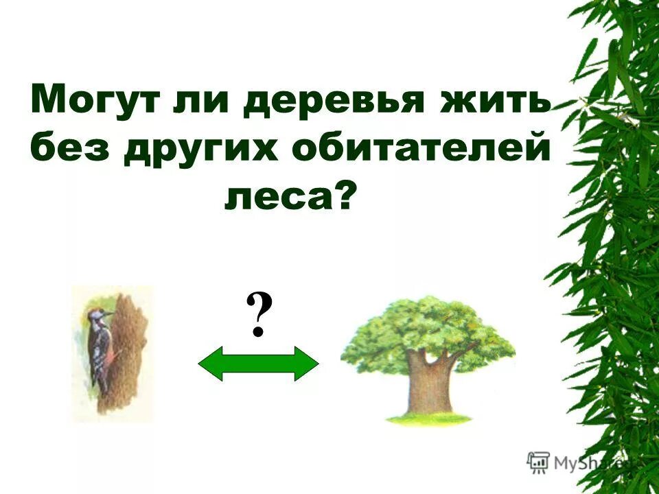 Я знаю мое дерево не проживет. Я знаю моё дерево не проживет и недели. Я знаю мое дерево не проживет. Дерево цоя в киеве. Я знаю моё дерево не проживет.