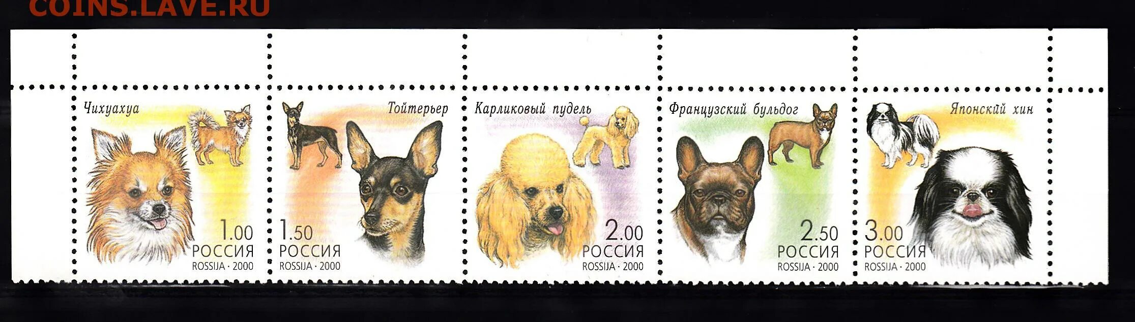 Стоит 2000 собаки 2000. 2000 dogs в рублях. 2000 dogs в рублях. 2000 dogs в рублях. Собака доминик.