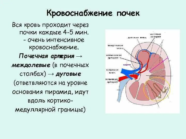 Строение почки кровоснабжение. Особенности кровоснабжения почек. Схема кровообращения почек. Кровоснабжение почки схема. Система кровообращения почек