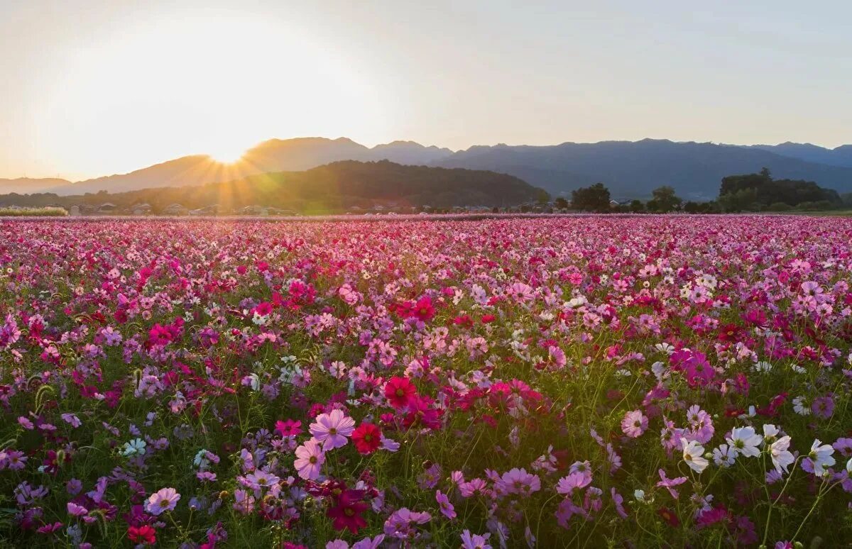 Южная Корея поле космея горы. Космеи поля в Южной Корее. Космея розовая Долина. Южная Корея равнина с гибискусом.