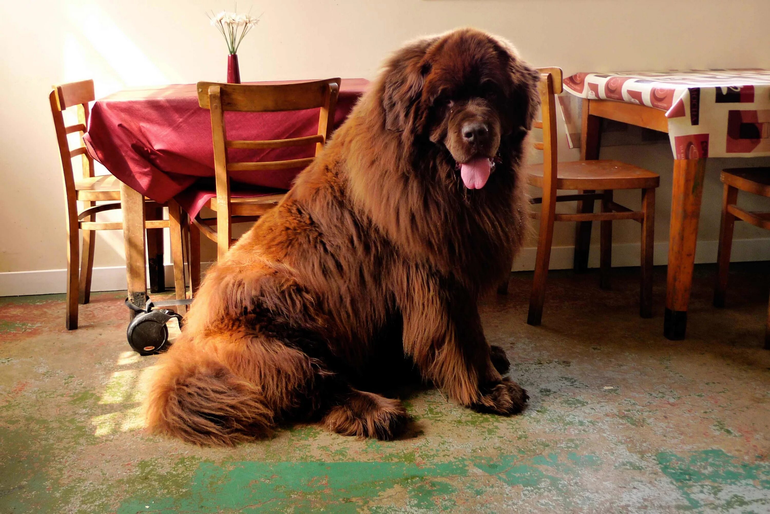 Предложение огромный пес. Ньюфаундленд. Ньюфаундленд собака. Тибетский ньюфаундленд. Мастиф ньюфаундленд.