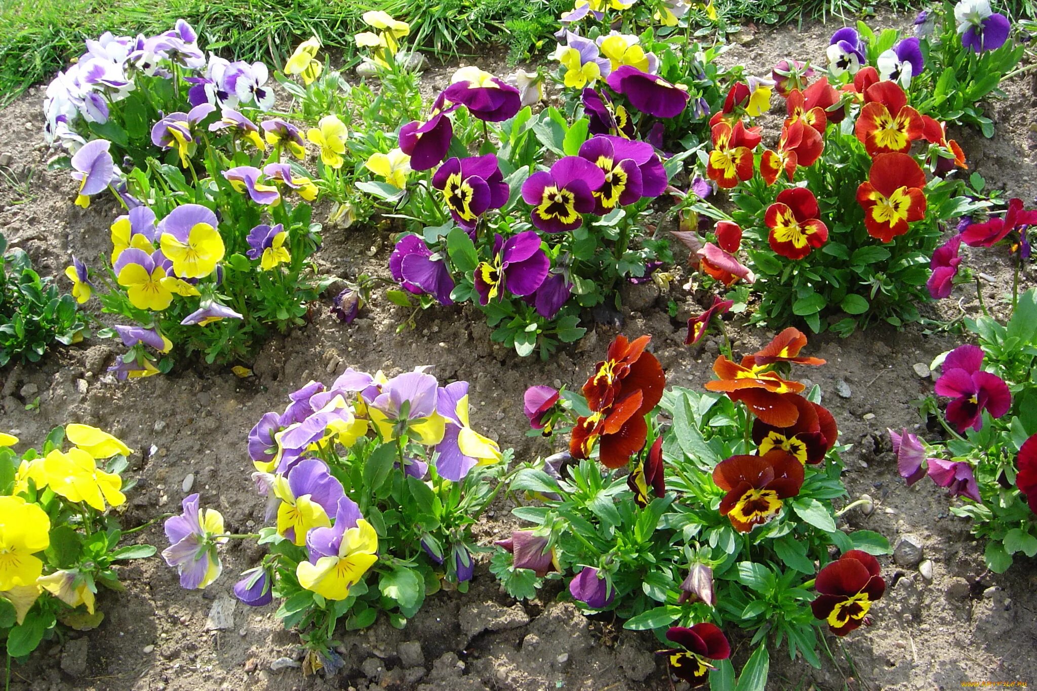 Виола микрозелень. Анютин сад. Клумбовые цветы анютины глазки. Анютин сад. Виола виттрока.